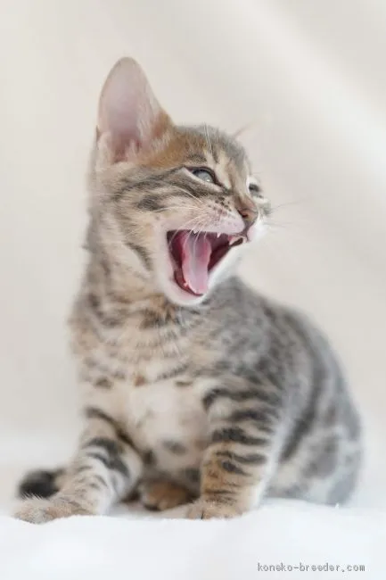 ID:1903-01186の子猫