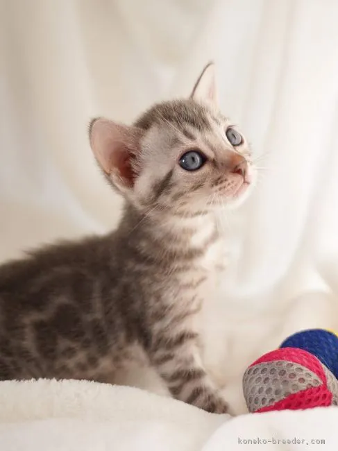 ヤスタケ 様のお迎えした子猫