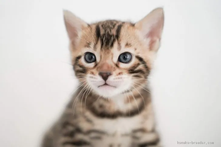 ID:2004-00752の子猫