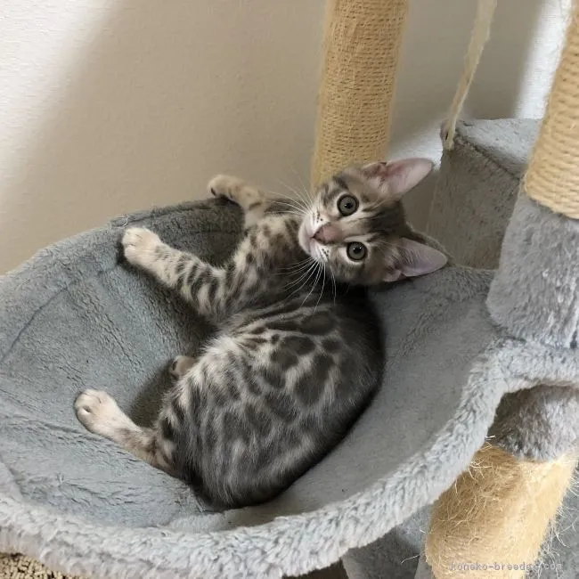 ID：1901-00754の子猫