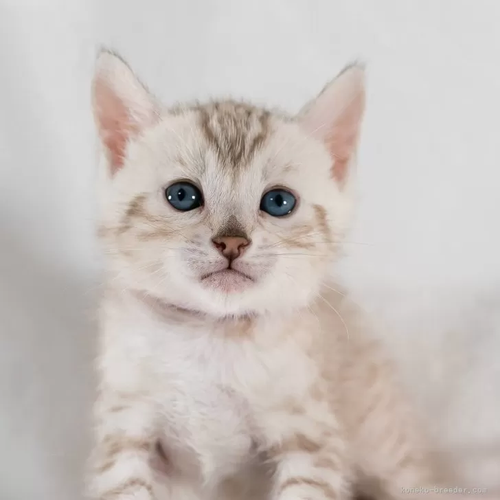 ID：2405-01170の子猫