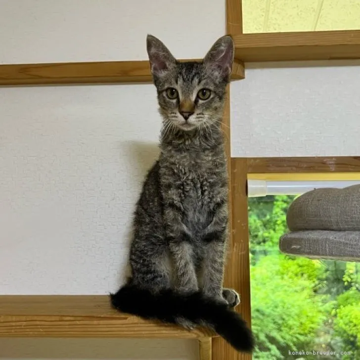 ID:2306-02740の子猫