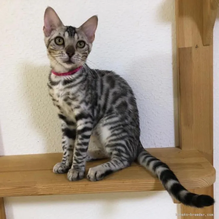 ID：2205-02090の子猫