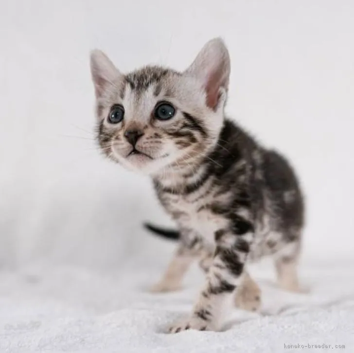 ID：2207-03214の子猫