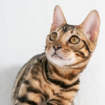 ベンガル【福岡県・女の子・2023年12月20日・ブラウンスポテッドタビー】の写真「とっても人懐こい♡可愛いベンガル女の子」