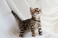 ベンガル【福岡県・男の子・2018年1月30日・ブラウン(ブラック)スポテッドタビー】の写真1