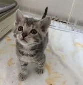 ラパーマ【福岡県・男の子・2020年1月30日・ブルータビー】の写真1