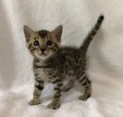 ベンガル【福岡県・男の子・2018年6月7日・ブラウン(ブラック)スポテッドタビー】の写真1「男の子だけどお顔が可愛いのです♡」