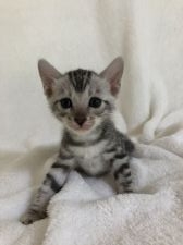 沖縄県のベンガルのブリーダーを探す｜みんなの子猫ブリーダー