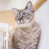 ラパーマ【福岡県・女の子・2021年11月9日・シールポイント】の写真1