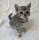 ラパーマ【福岡県・男の子・2020年1月30日・ブルータビー】の写真2