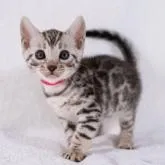 ベンガル【福岡県・女の子・2022年6月23日・ブラックシルバースポテッドタビー】の写真2