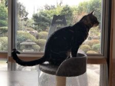 ベンガル【・男の子・2019年4月6日・ブラウン(ブラック)マーブルドタビー】