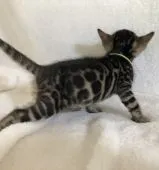 ベンガル【福岡県・男の子・2021年6月17日・ブラウンスポテッドタビー】の写真2