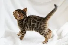 ベンガル【福岡県・男の子・2018年2月15日・ブラウン(ブラック)スポテッドタビー】の写真2