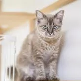 ラパーマ【福岡県・女の子・2021年11月9日・シールポイント】の写真2