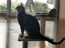 ベンガル【・男の子・2019年4月6日・ブラウン(ブラック)マーブルドタビー】