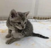 ラパーマ【福岡県・男の子・2020年1月30日・ブルータビー】の写真3