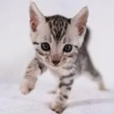 ベンガル【福岡県・女の子・2022年6月23日・ブラックシルバースポテッドタビー】の写真3