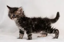 ラパーマ【福岡県・女の子・2021年4月20日・ブラウンタビー】の写真4