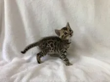 ベンガル【福岡県・男の子・2018年6月7日・ブラウン(ブラック)スポテッドタビー】の写真4