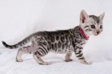 ベンガル【福岡県・女の子・2022年6月23日・ブラックシルバースポテッドタビー】の写真5