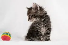 ラパーマ【福岡県・女の子・2021年4月20日・ブラウンタビー】の写真5