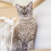 ラパーマ【福岡県・女の子・2021年11月9日・シールポイント】の写真5