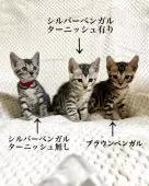 ベンガル【福岡県・男の子・2025年2月5日・シルバースポテッドタビー(ロゼット)】の写真9「ブラウンベンガルに比べれば明らかにシルバーであることがわかります」