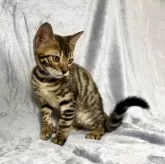 ベンガル【福岡県・男の子・2025年8月29日・ブラウンスポテッドタビー】の写真10