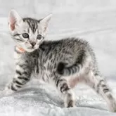 ベンガル【福岡県・女の子・2025年10月22日・ブラックシルバースポテッドタビー】の写真10