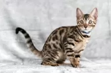 ベンガル【福岡県・男の子・2025年8月29日・ブラウンスポテッドタビー】の写真4