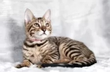 ベンガル【福岡県・女の子・2025年8月29日・ブラウンスポテッドタビー】の写真2