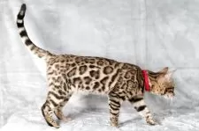 ベンガル【福岡県・女の子・2025年6月29日・ブラウンスポテッドタビー(ロゼット)】の写真8