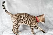 ベンガル【福岡県・女の子・2025年6月29日・ブラウンスポテッドタビー(ロゼット)】の写真9