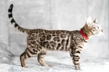 ベンガル【福岡県・女の子・2025年6月29日・ブラウンスポテッドタビー(ロゼット)】の写真10