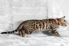 ベンガル【福岡県・女の子・2025年8月29日・ブラウンスポテッドタビー】の写真10