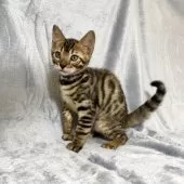 ベンガル【福岡県・男の子・2025年8月29日・ブラウンスポテッドタビー】の写真15