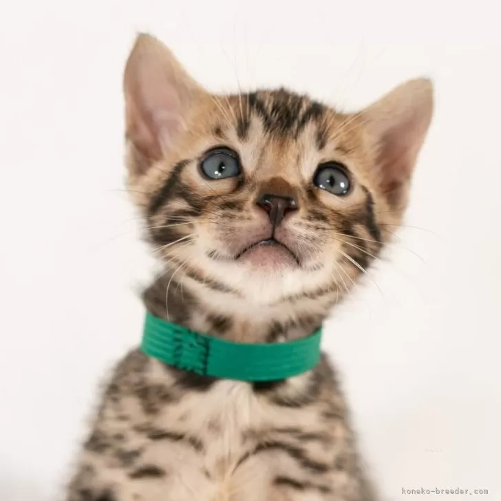 ID：2506-01759の子猫