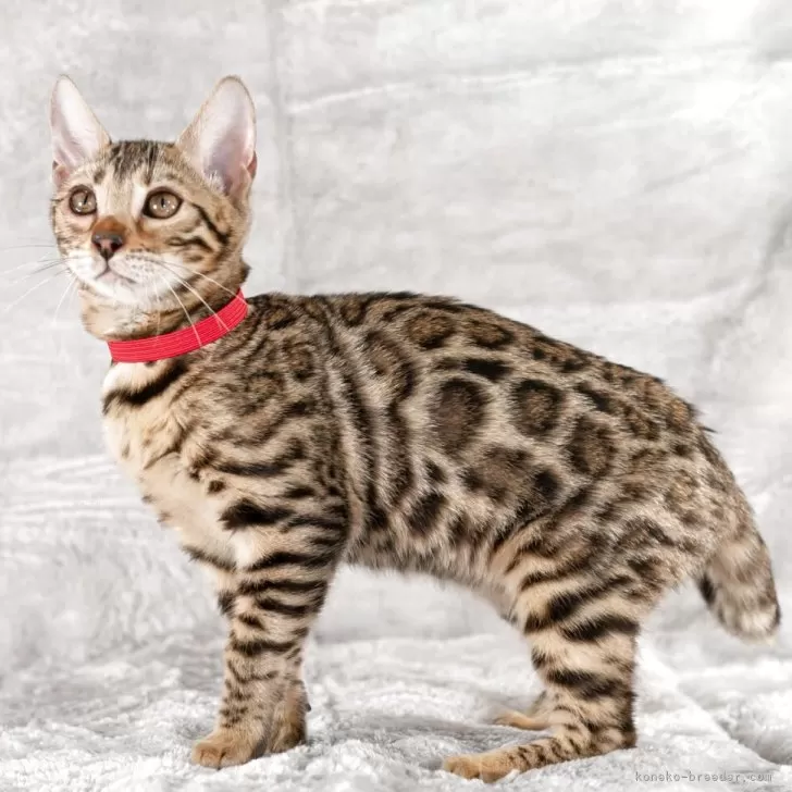 ベンガル【福岡県・女の子・2025年6月29日・ブラウンスポテッドタビー(ロゼット)】の写真1