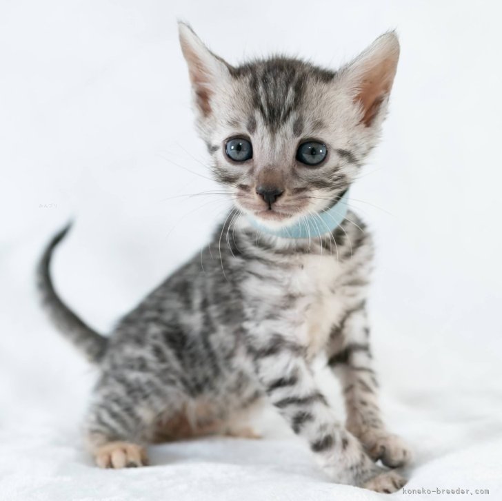 はるねこページ はるねこ - 講談社えほん通信｜講談社の絵本やイベント、読み