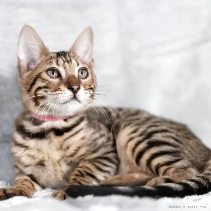 ベンガル【福岡県・女の子・2025年8月29日・ブラウンスポテッドタビー】の写真1