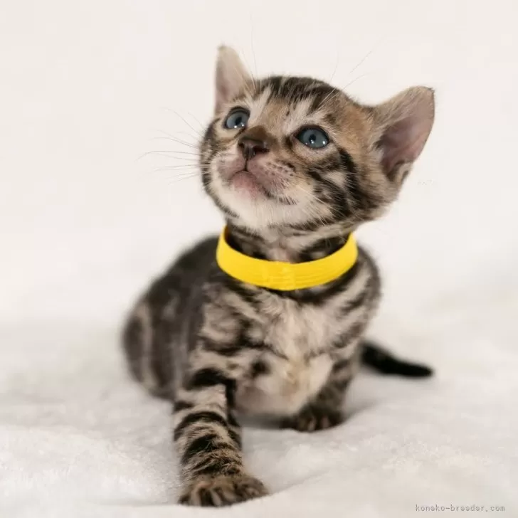 ID：2506-01746の子猫