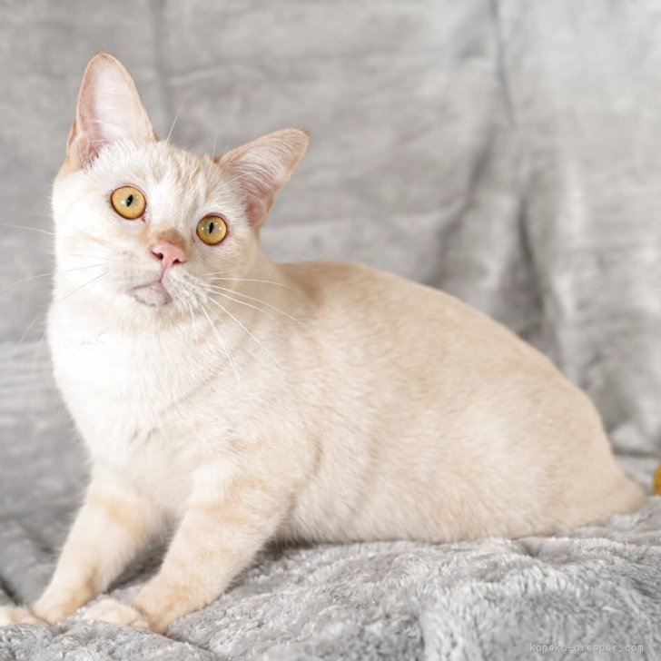 ブリーダー画像