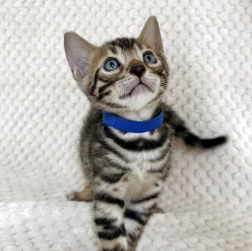 ベンガル【福岡県・男の子・2025年8月29日・ブラウンスポテッドタビー】の写真「お顔が可愛い♡元気いっぱい男の子」