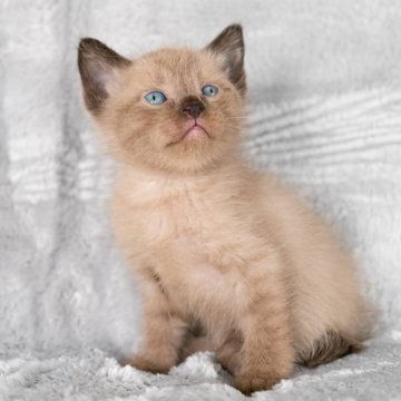 ラパーマ【福岡県・男の子・2025年9月30日・チョコレートタビー（ふわふわ）】の写真「珍しい毛色のラパーマストレート♡尾曲有り」