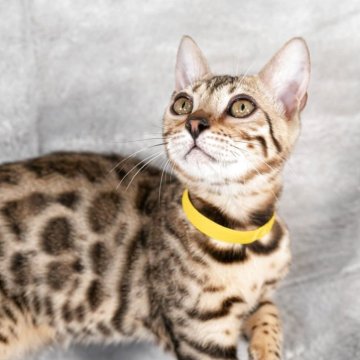 ベンガル【福岡県・女の子・2025年6月29日・ブラウンスポテッドタビー】の写真「お顔が可愛い♡元気いっぱいブラウン女の子」