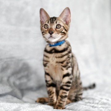 ベンガル【福岡県・男の子・2025年8月29日・ブラウンスポテッドタビー】の写真「お顔が可愛い♡元気いっぱい男の子」