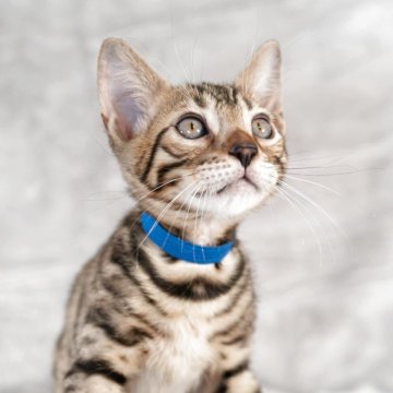 ベンガル【福岡県・男の子・2025年8月29日・ブラウンスポテッドタビー】の写真「お顔が可愛い♡元気いっぱい男の子」