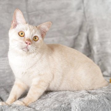 ラパーマ【福岡県・女の子・2024年12月29日・レッドタビー（ストレート　ふわふわ）】の写真「避妊手術済みストレートラパーマ女の子♡」